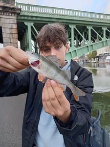 European Perch