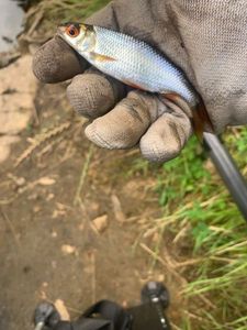 Roach