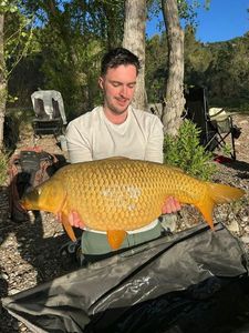 Common Carp