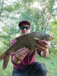 Common Bream