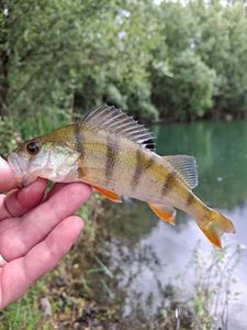 European Perch