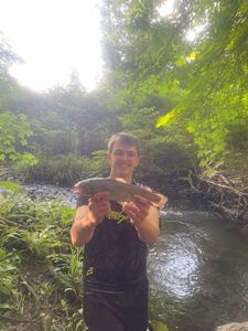 Brown Trout