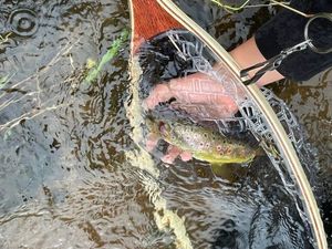 Brown Trout