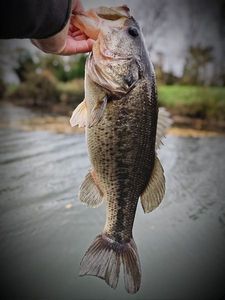 Largemouth Bass