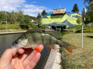 European Perch