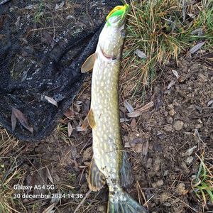 Northern Pike