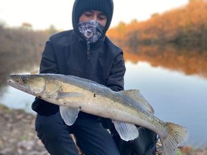 Zander