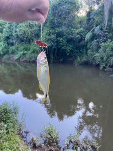 Saricanga