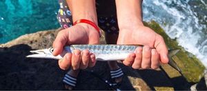Great Barracuda