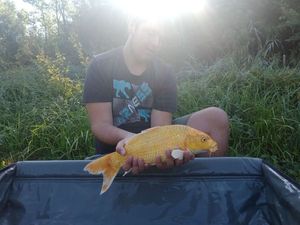 Koï Fish