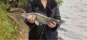 Zander