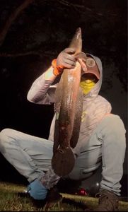 Snakehead