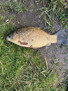 Crucian Carp