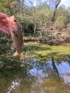 Largemouth Bass