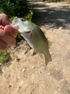 Largemouth Bass