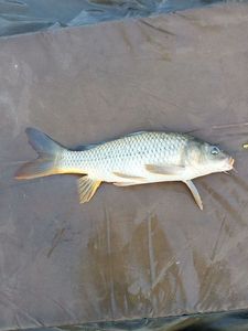 Common Carp