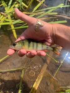 European Perch