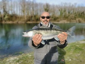 Zander