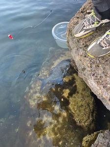 Common Bream
