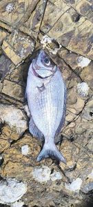 Black Seabream