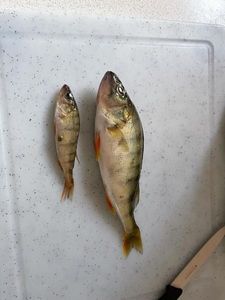 European Perch