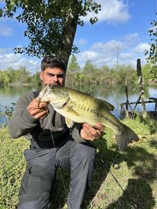 Largemouth Bass