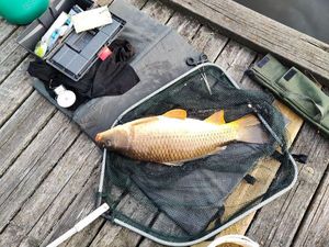 Common Carp