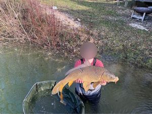 Common Carp