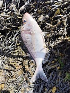 Black Seabream
