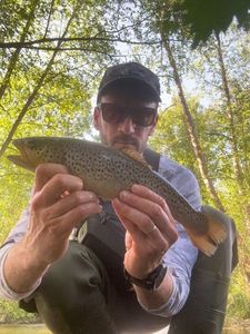 Brown Trout