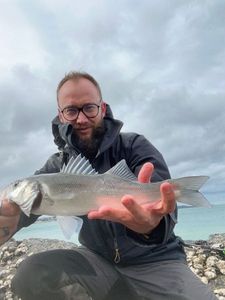 European Bass (Seabass)