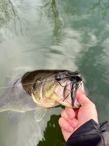 Largemouth Bass
