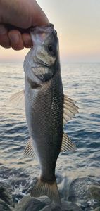 European Bass (Seabass)