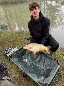 Common Carp