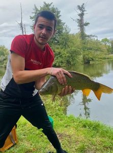 Common Carp