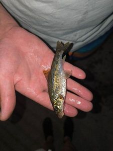 Gudgeon