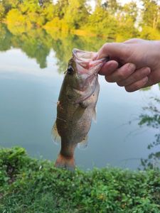 Largemouth Bass