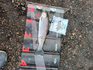 Rainbow Trout