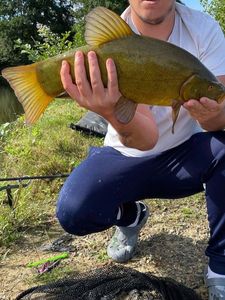 Tench