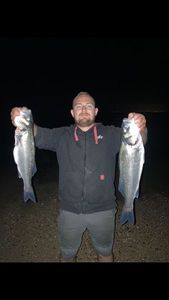 European Bass (Seabass)
