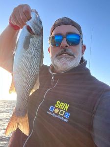 European Bass (Seabass)