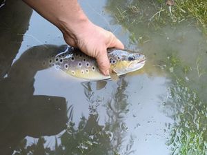 Brown Trout