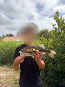 Largemouth Bass