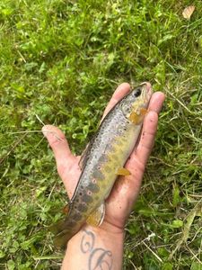 Brown Trout