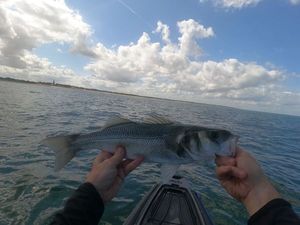 European Bass (Seabass)