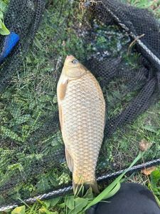 Crucian Carp