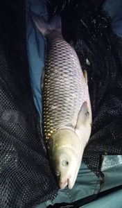 Carpe Amour (Carpe de Roseau)