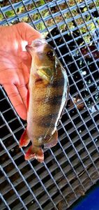 European Perch