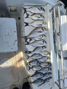 Gilthead Seabream