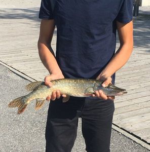 Northern Pike